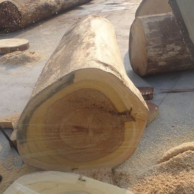 O quarto Recon da cor de Ash Wood Veneer Sheets Yellow cortou com - um H5061Q para portas/Windws