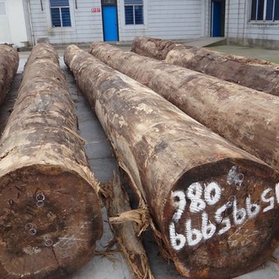 Folheado de madeira de bétula de engenharia 205S/205C Grau A para padrão de exportação de interiores para porta e armazém