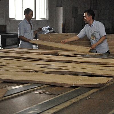 Incomum Madeira de Ceniça Branca Natural Veneer Burl Oliveira Grau AA Para parede Cobertura espessura 0,5 mm