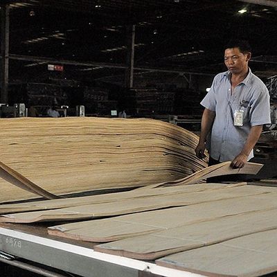 Real Wood Veneer Basswood Slice Cut para o tamanho 13cm Up Flat Cut Directo para o gabinete face sheet