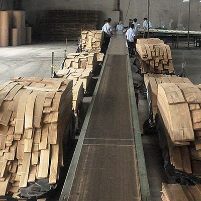 Madeira maciça folhas de olmo americano grau A para o quarto de corte coroa grão cor natural para porta rosto 3200mm para cima