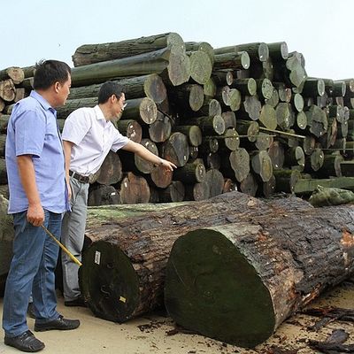 A madeira natural americana da noz folheia a coroa cortada lisa cortou a grão para a mobília alta da classe que faz o fabricante do Fsc China