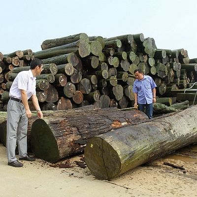 O quarto natural do folheado da madeira do Koto de África cortou a grão que reta a boa qualidade para o processo de tingidura pode ser personalizada