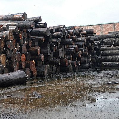 Incomum Madeira de Ceniça Branca Natural Veneer Burl Oliveira Grau AA Para parede Cobertura espessura 0,5 mm