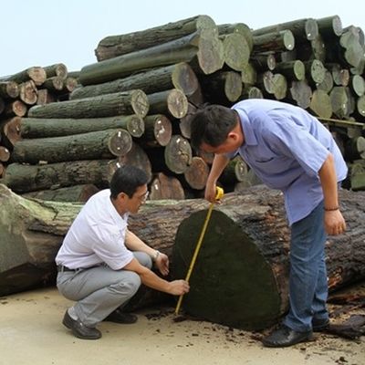 E.W.T-X6033C Crown Cut E0/E1 Para painéis de parede 3100mm China Manufacturer