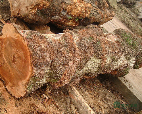 Madeira maciça folhas de olmo americano grau A para o quarto de corte coroa grão cor natural para porta rosto 3200mm para cima