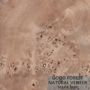 O folheado do álamo de Burl Wood Veneer Natural White da árvore cobre excelente